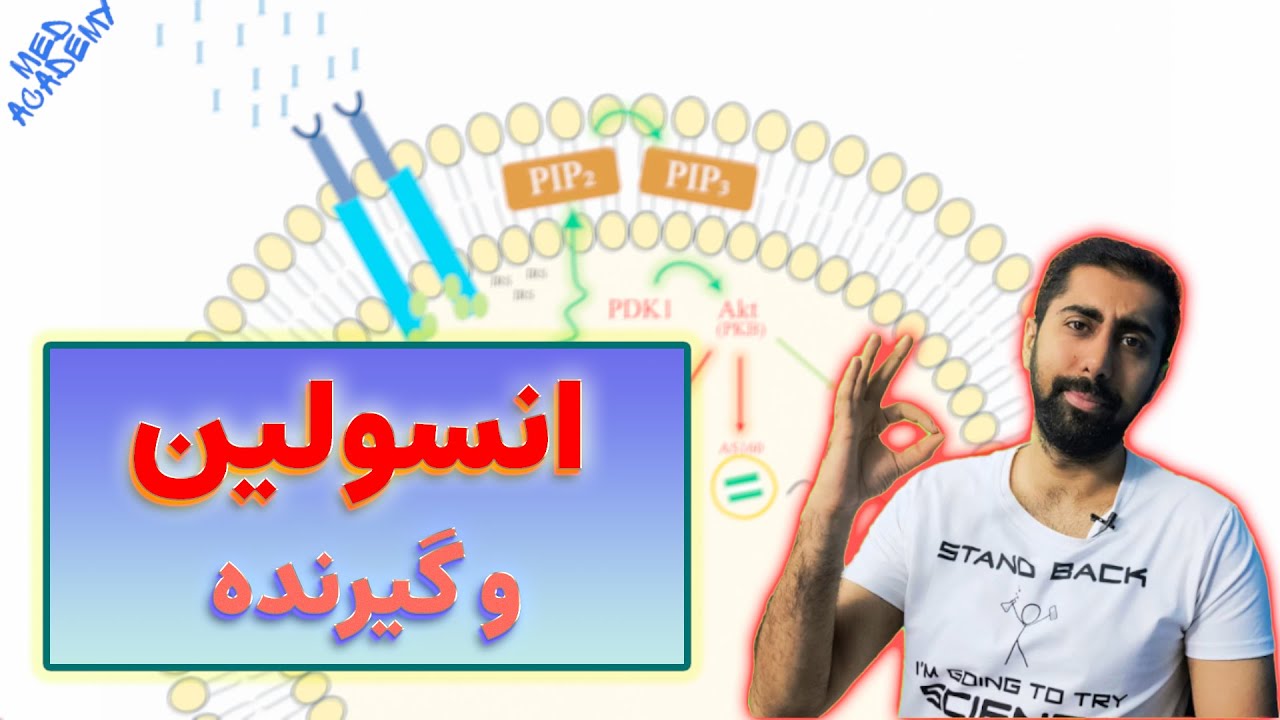 مسیر دقیق بیوشیمیایی انسولین در سلول
