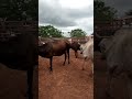 vacas amojada🐂🐂