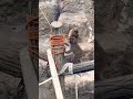 木に登ったパンチ君🐵