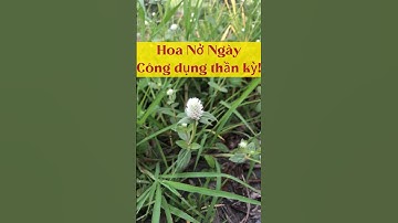 Bị Bệnh Gout và Tiểu đường đừng nên bỏ quên loại cỏ dại ven đường này! Hoa Nở Ngày!