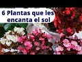 6 PLANTAS QUE LES ENCANTA EL SOL/Liliana Muñoz