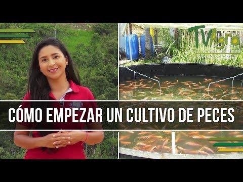 Como Empezar Un Cultivo De Peces - Piscicultura - TvAgro Por Juan Gonzalo Angel
