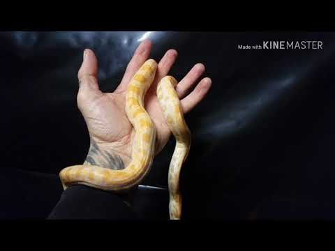 More Snake Lockups