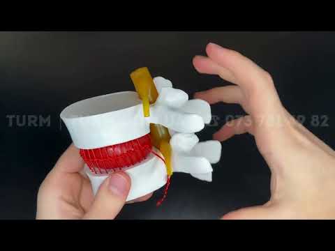 Хребці людини модель хребта 2 поперекових хребця 3D модель Покращена якість!, видео 1