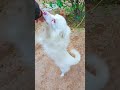 #bollywood #song #bollywoodsongs #love #hindisong #dog #doggielife #musicgenre #cute #pritamsongs