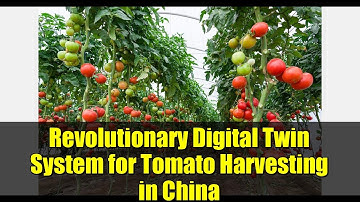 Revolutionary Digital Twin System for Tomato Harvesting in China | Future of Agriculture