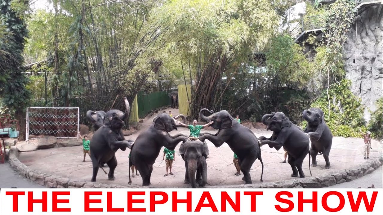 The Most Beautiful Elephant Show Cute Baby Elephants YouTube
