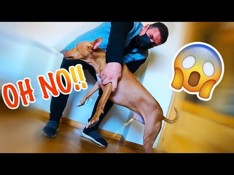 Video: ¿Por qué mi perro no es lactante?