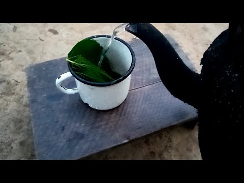 Video: Yuav ua li cas prune honeysuckle nyob rau lub caij nplooj zeeg rau kev sau qoob loo zoo