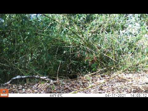 Huiña (Leopardus guigna)