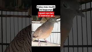 Perkutut lokal gacor👍 #perkutut #burung #perkututperkutut