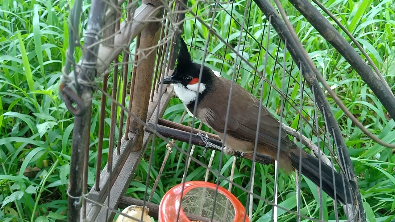 tiếng chào mào mồi gọi bổi/chào mào mồi lào cai