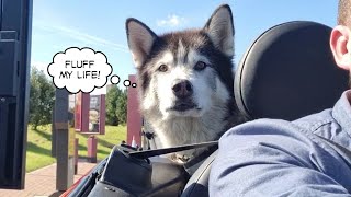 Didn't Order Food For My Husky So Drive Thru Staff Did This!!