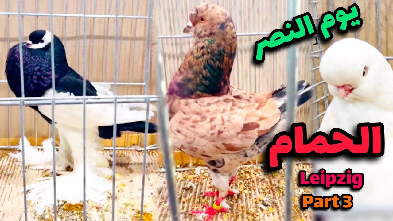 معرض لايبزغ 2024 Part3 (الحمام) يوم النصر😍👍🏻