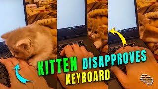 Precious Kitten Doesn’t Want Owner to Tap the Keyboard
