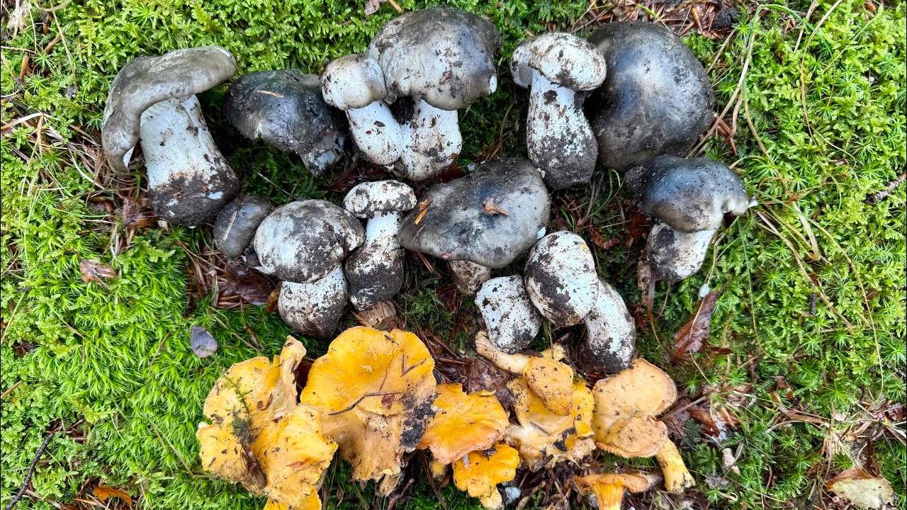 0️⃣1️⃣8️⃣ 2026-02-12 FUNGHI PORCINI CHE PASSIONE 🍄 #018