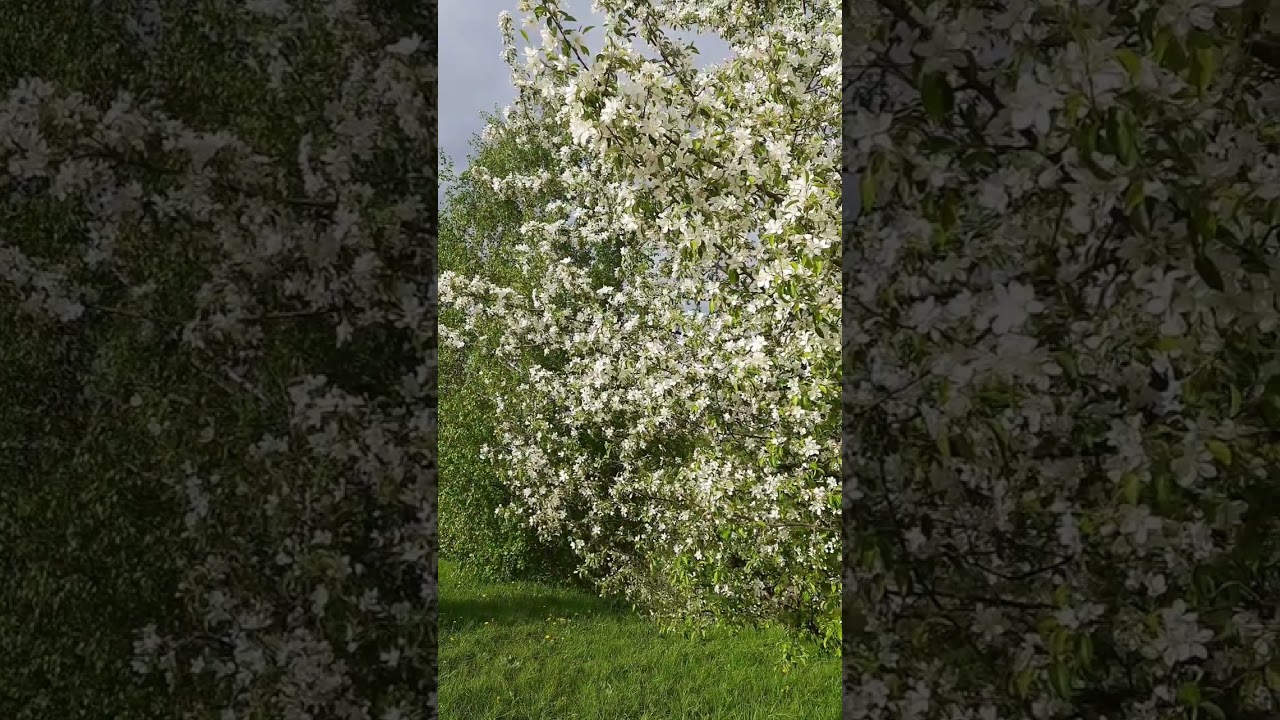 🌸🧝‍♀️🌿(2)