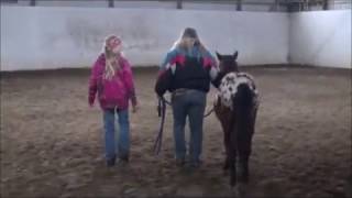 Pony Halter Training Day 2