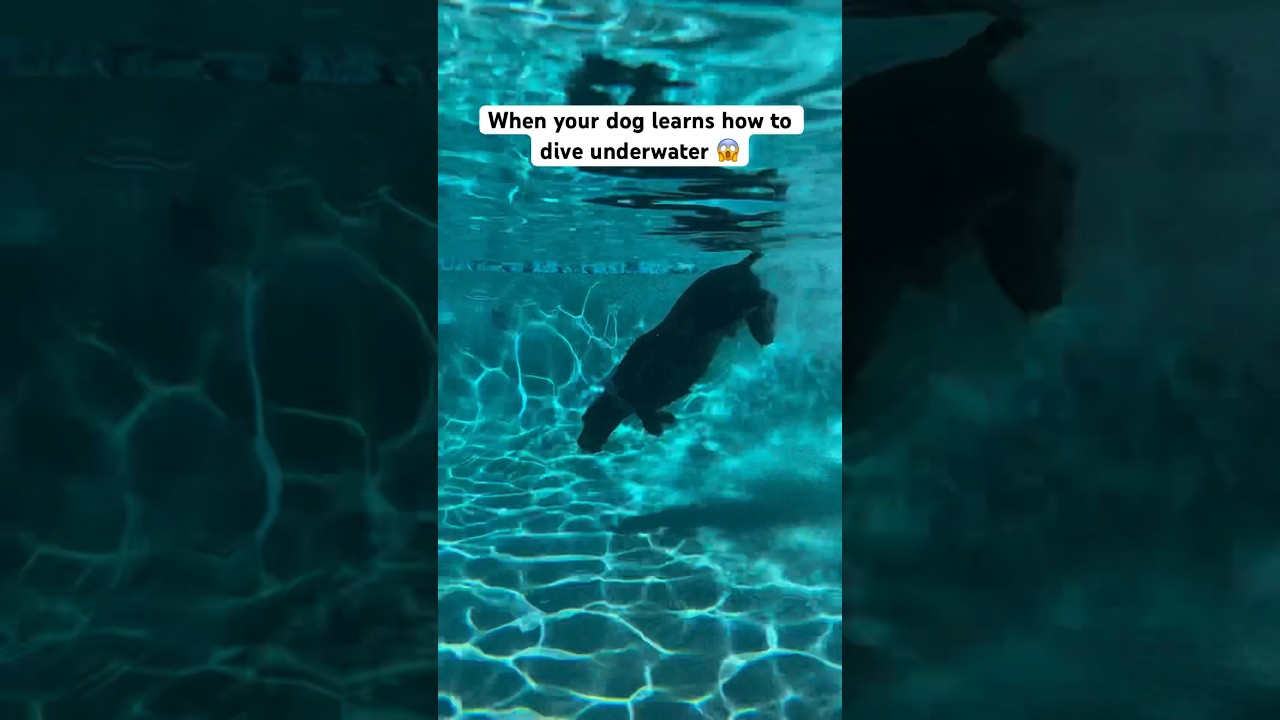 Can you hear how excited I am?! 😱 #dog #swimming #shortsfeed #shortsvideo #shorts