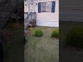Phoenix Arizona cut your front yard everyday lol 🤣🤣🤣🤣🤣🤣