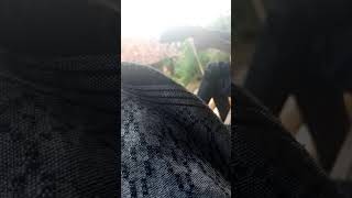 Soresore Nongkrong  Sambil Main Gitar