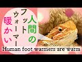 【71】人間用の暖房器具が気に入ったトカゲ