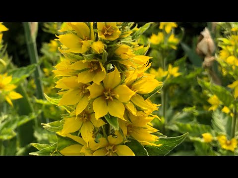 Video: Loosestrife (grass) - Useful Properties And Use Of Loosestrife, Growing Loosestrife, Flowers. Loose Weaker