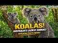 This Koala Will Melt Your Heart in Seconds! So cute.. 