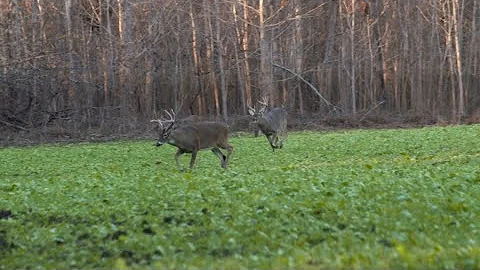 How to Hunt Deer During the Rut