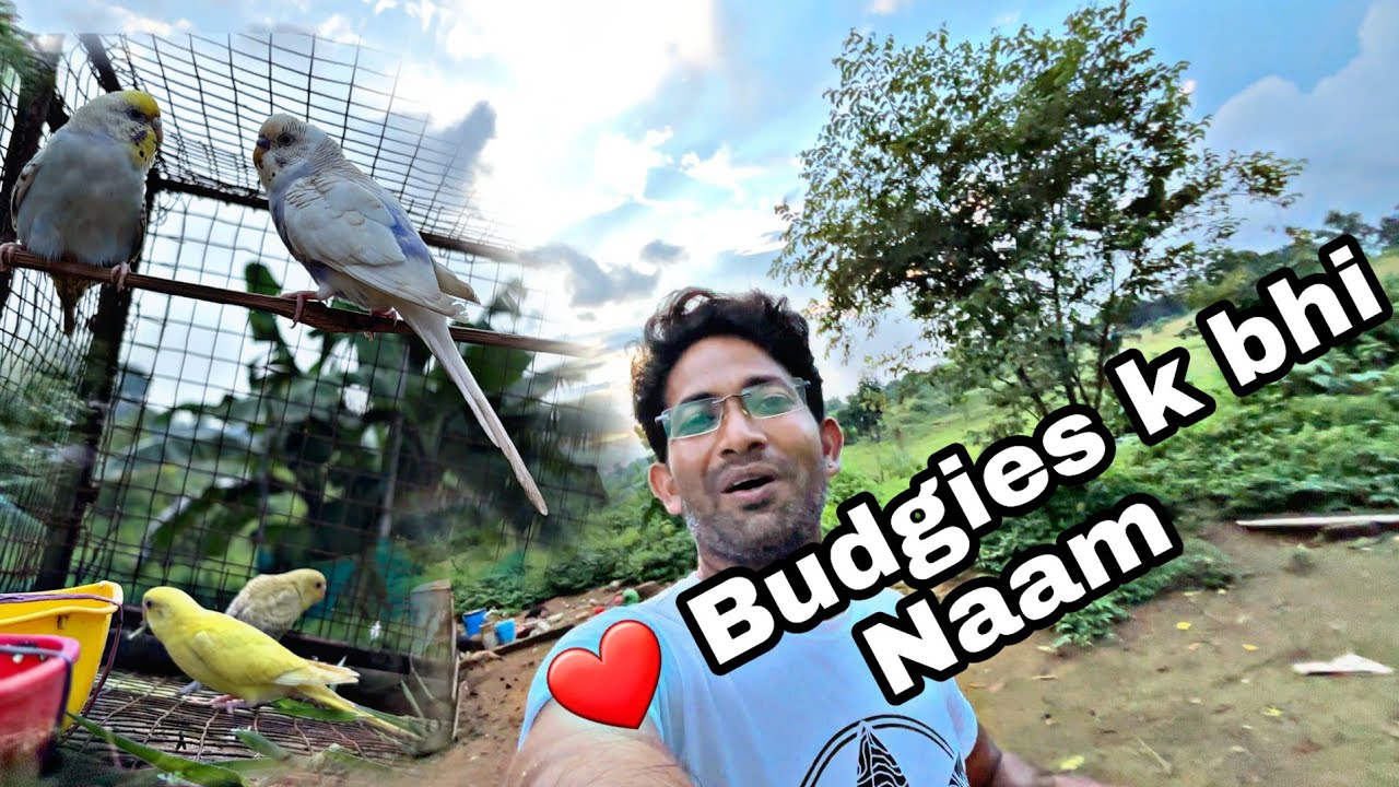Pyare se budgies k Naam Rakh Diye 😍😍😍💕