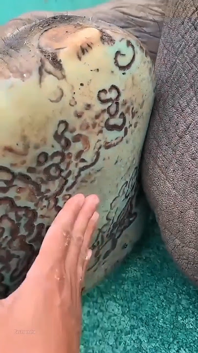 Surprising Facts About Elephant Feet That Are Rarely Known!