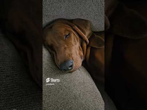 Video: Mengapa coonhound banyak tidur?