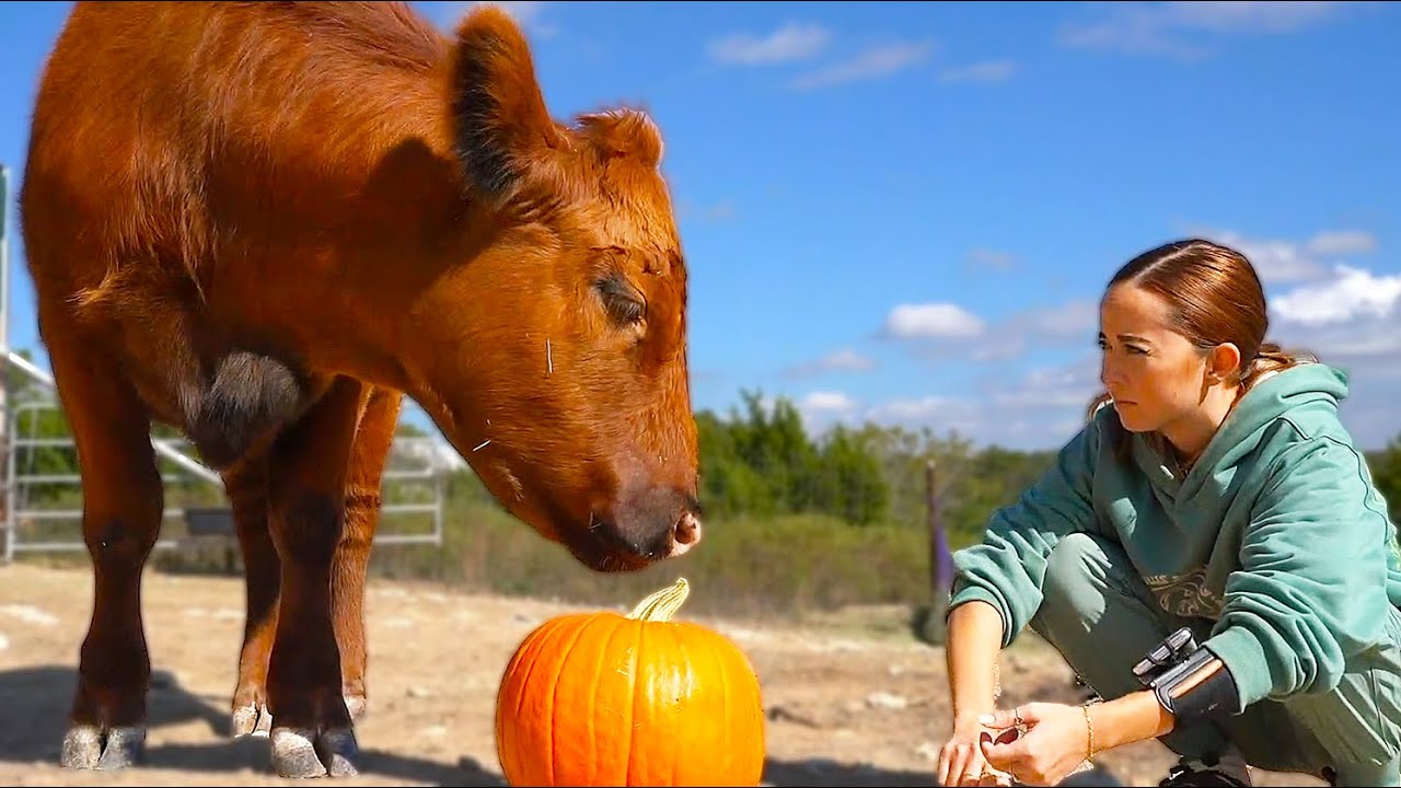 Maya attempts to give Winnie and the animals a pumpkin at Alveus