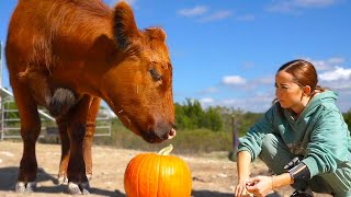 Maya attempts to give Winnie and the animals a pumpkin at Alveus