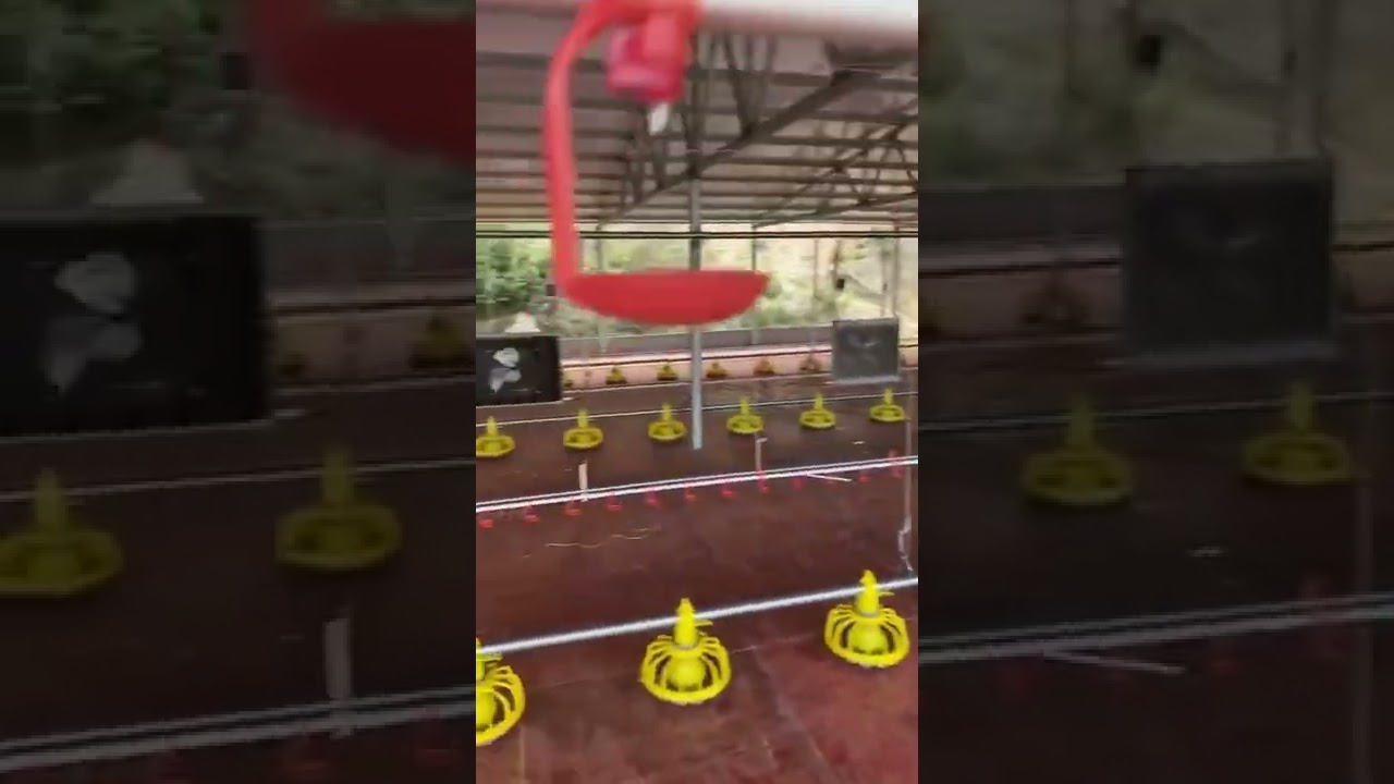 China poultry farming equipment installation site!