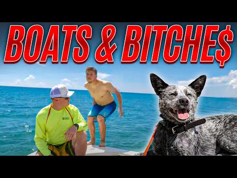 ボートでのプロの犬の訓練 - オーストラリアン・キャトル・ドッグ