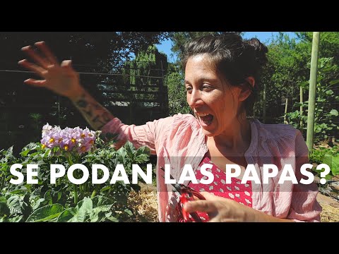 Video: ¿Se pueden podar las plantas de papa? Crecimiento y poda de las plantas de papa