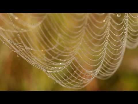 Video: Kuidas ämblik Veebi Keerutab