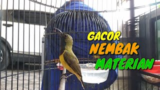 SOGOK ONTONG NEMBAK MATERI LOVE BIRD, SUPER TARUNG....