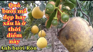 Thời điểm để cho quả bưởi có mã đẹp lúc chín | Anh bưởi Rỏn