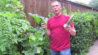 Cucumber Growing Tips