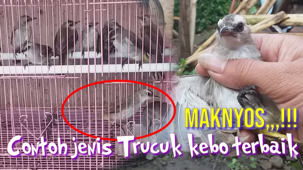 Maknyus!! Ngombyok Trucukan prospek,Seperti ini jenis Trucuk kebo jatim Terbaik