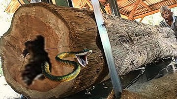 surprising discovery of old teak log full of beautiful expensive fibers