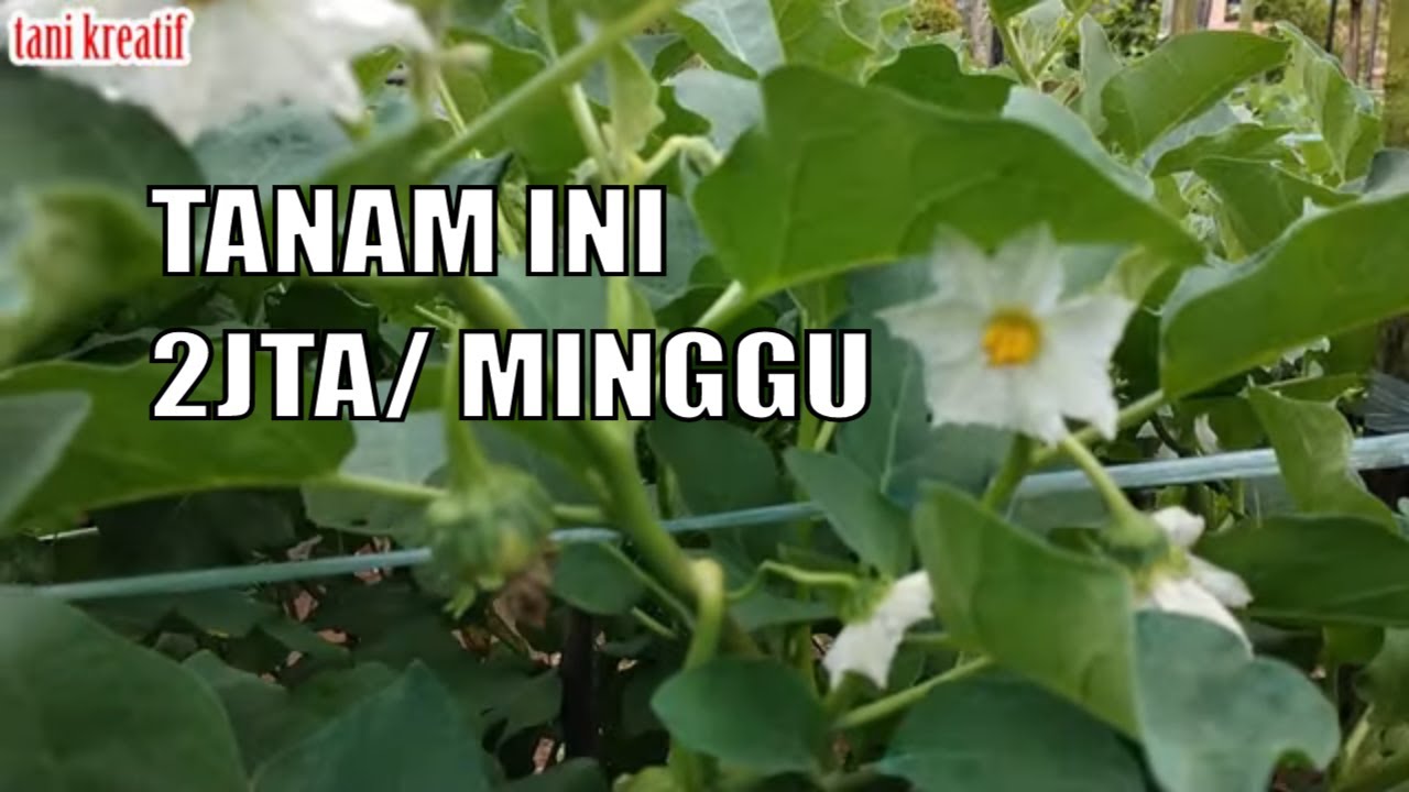 2jta/minggu di lahan sempit