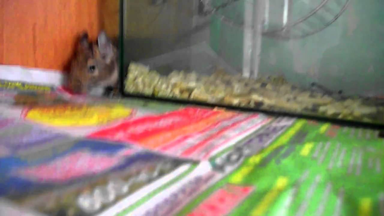 Дегусята - забавные зверьки - YouTube