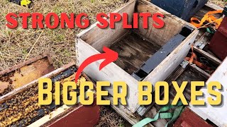 Amazing! Bees Outgrew Nuc Boxes in Just 2 Weeks