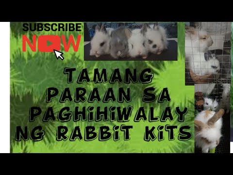 Tamang paraan sa paghihiwalay ng rabbit kits/🐇 Rabbit care