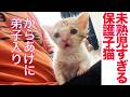 未熟児子猫、からあげ師匠に弟子入りする The master "Karaage" and the apprentice kitty
