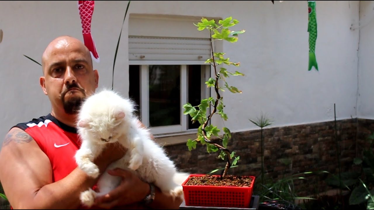 Bonsai Zero Arce Campestre