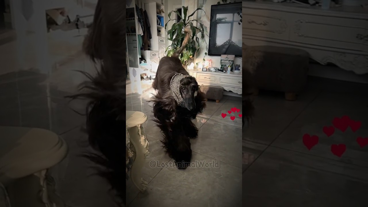 Elegance in Motion: Black Afghan Hound Running in Slow Motion 
